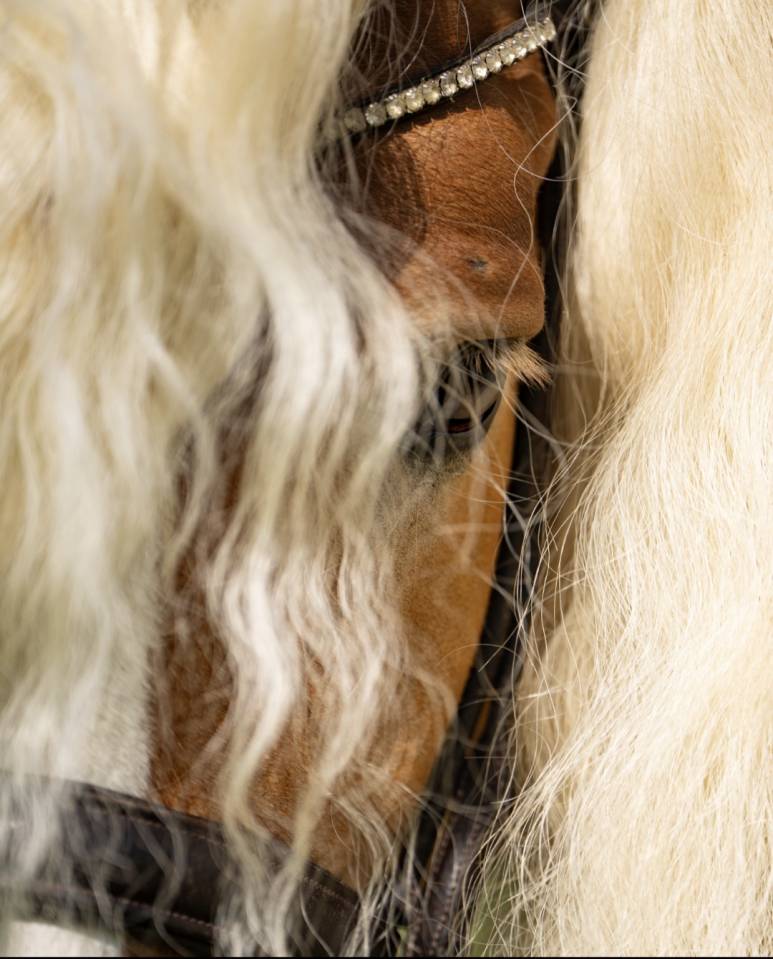 Santa cruz  - Haflinger 2018 por SULTAN