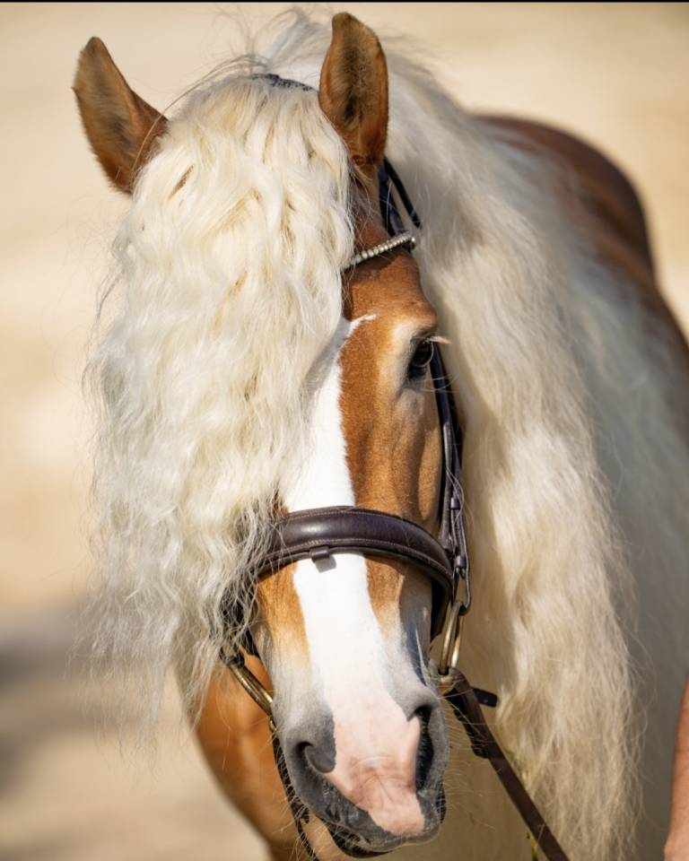Santa cruz  - Haflinger 2018 por SULTAN