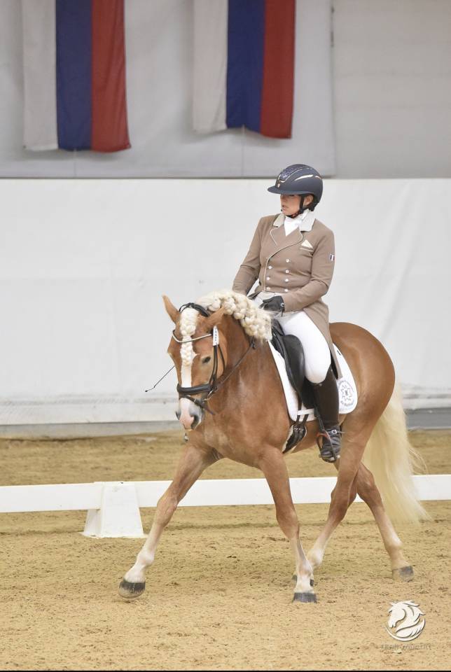 Santa cruz  - Haflinger 2018 por SULTAN