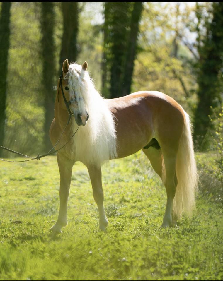 Santa cruz  - Haflinger 2018 por SULTAN