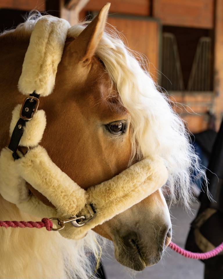 Santa cruz  - Haflinger 2018 por SULTAN