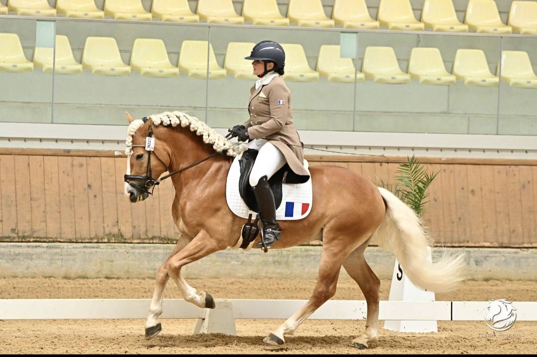 Santa cruz  - Haflinger 2018 por SULTAN