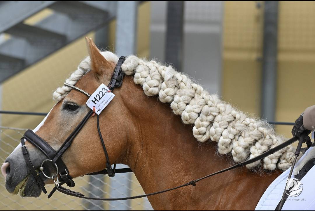 Santa cruz  - Haflinger 2018 por SULTAN