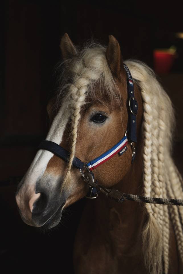 Santa cruz  - Haflinger 2018 por SULTAN