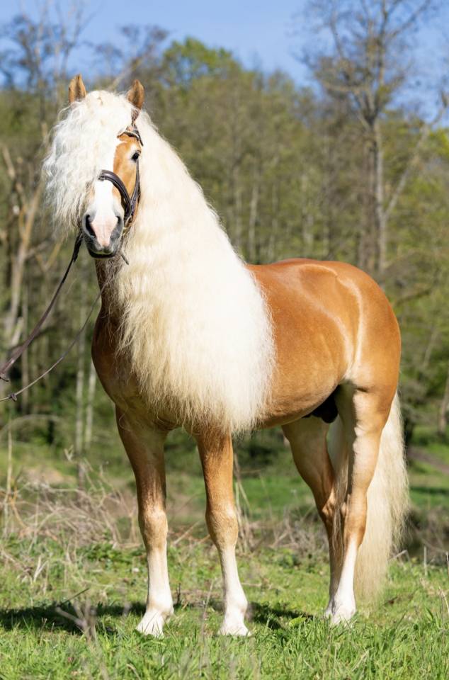 Santa cruz  - Haflinger 2018 por SULTAN