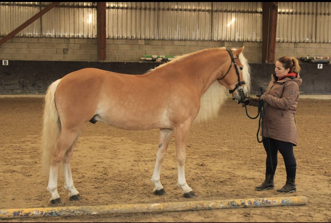 Santa cruz  - Haflinger 2018 por SULTAN