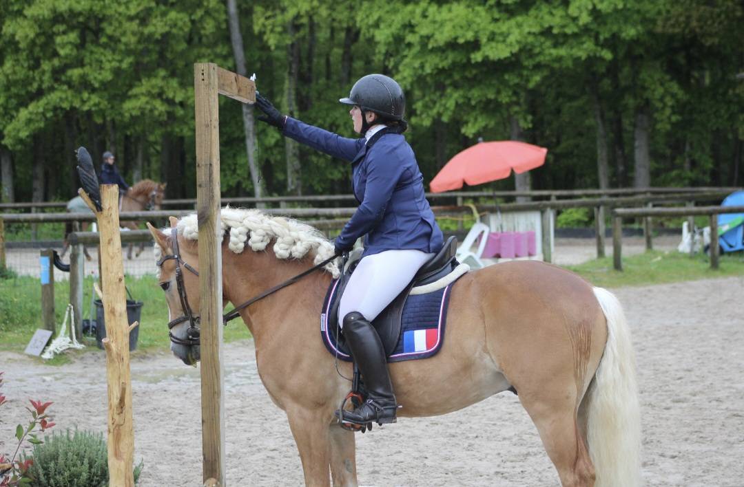 Santa cruz  - Haflinger 2018 por SULTAN