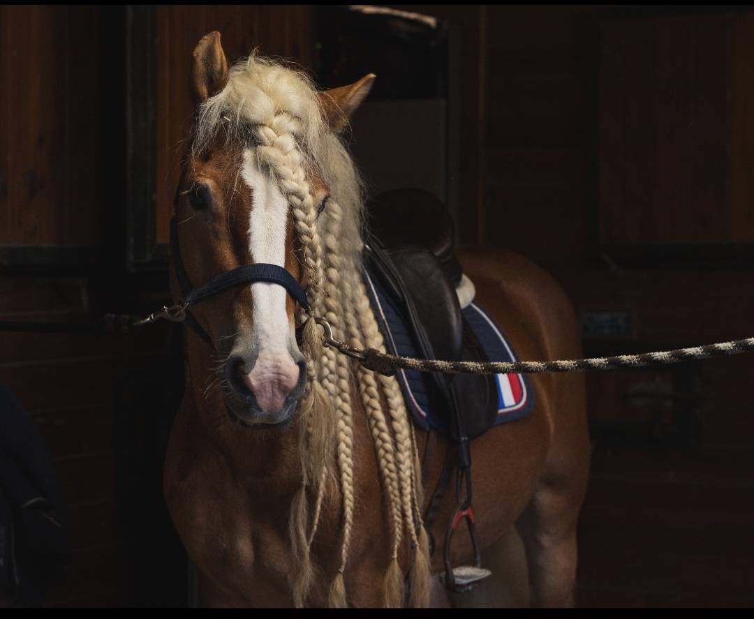 Santa cruz  - Haflinger 2018 por SULTAN