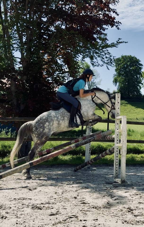 Caballo castrado PFS Poni Fran&ccedil;&eacute;s de Silla En venta 2016 Tordo por Golden hero 2