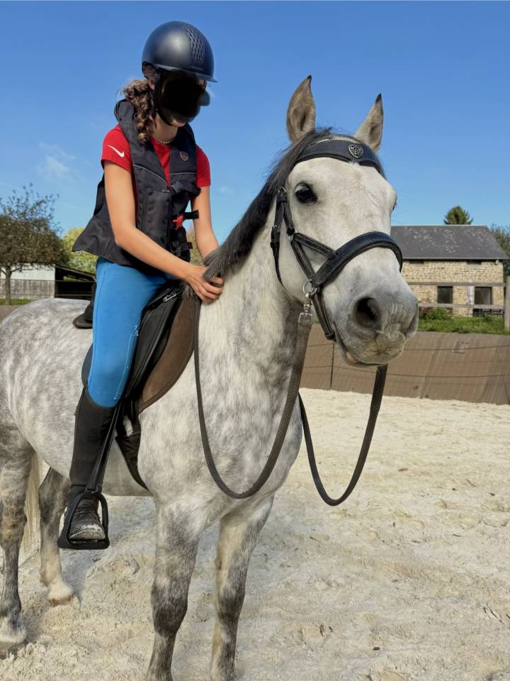Caballo castrado PFS Poni Fran&ccedil;&eacute;s de Silla En venta 2016 Tordo por Golden hero 2
