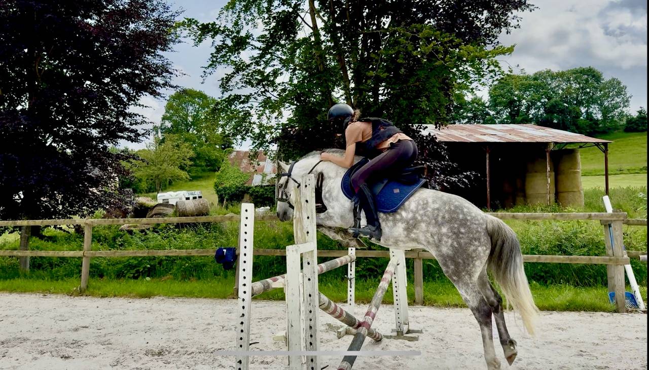 Caballo castrado PFS Poni Fran&ccedil;&eacute;s de Silla En venta 2016 Tordo por Golden hero 2