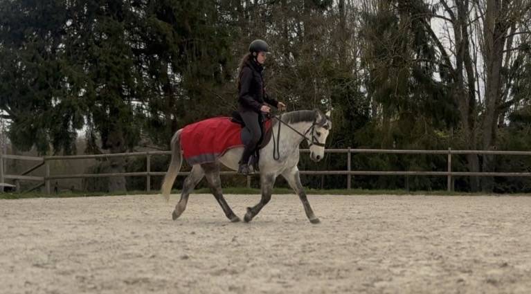 Caballo castrado PFS Poni Fran&ccedil;&eacute;s de Silla En venta 2016 Tordo por Golden hero 2