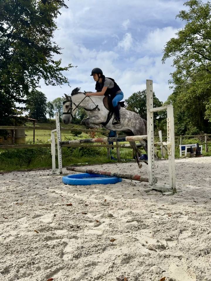 Caballo castrado PFS Poni Fran&ccedil;&eacute;s de Silla En venta 2016 Tordo por Golden hero 2