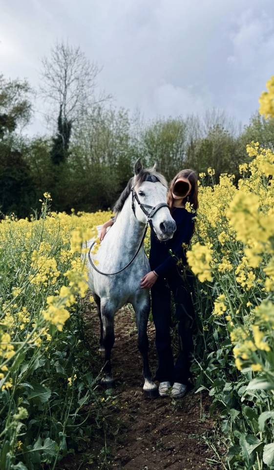 Caballo castrado PFS Poni Fran&ccedil;&eacute;s de Silla En venta 2016 Tordo por Golden hero 2