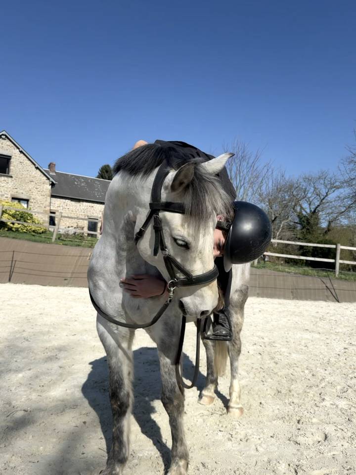 Caballo castrado PFS Poni Fran&ccedil;&eacute;s de Silla En venta 2016 Tordo por Golden hero 2