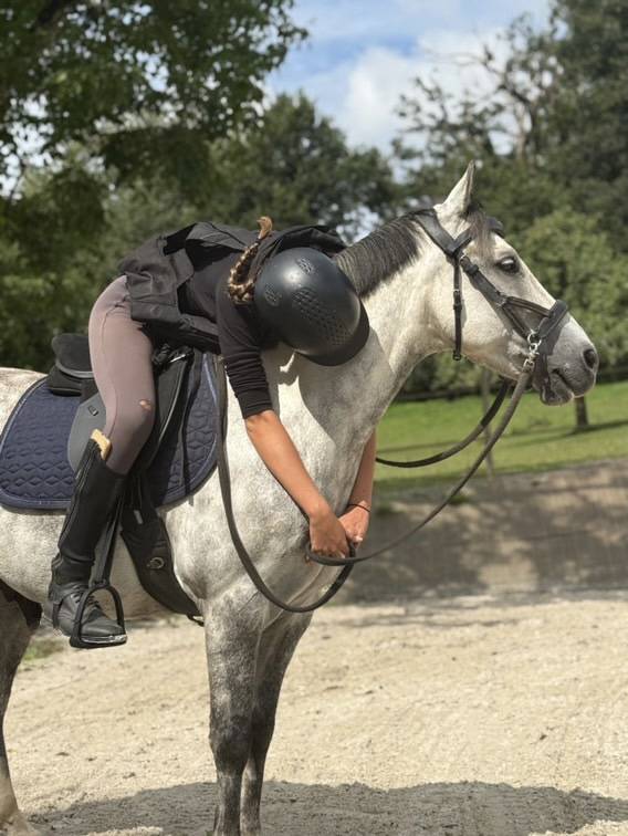 Caballo castrado PFS Poni Fran&ccedil;&eacute;s de Silla En venta 2016 Tordo por Golden hero 2