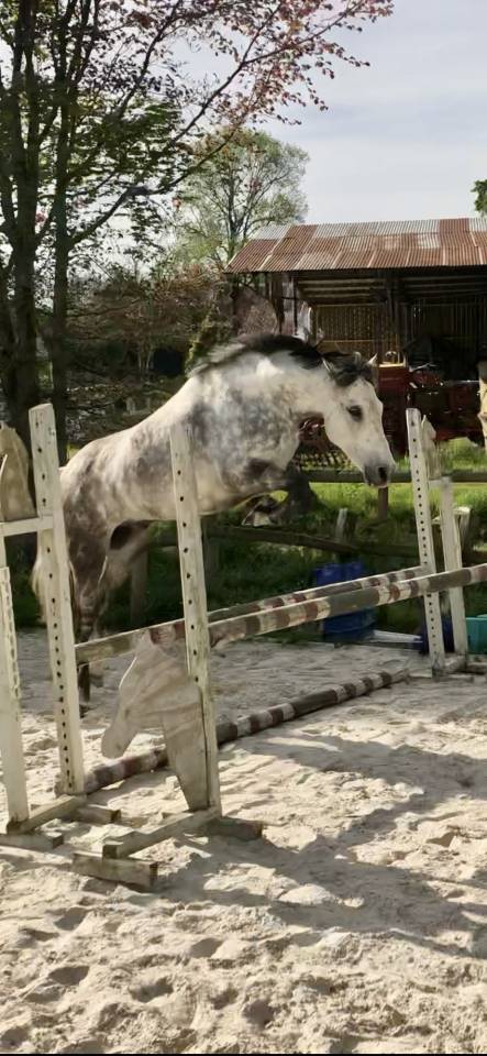 Caballo castrado PFS Poni Fran&ccedil;&eacute;s de Silla En venta 2016 Tordo por Golden hero 2