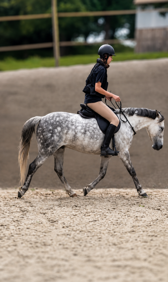 Caballo castrado PFS Poni Fran&ccedil;&eacute;s de Silla En venta 2016 Tordo por Golden hero 2