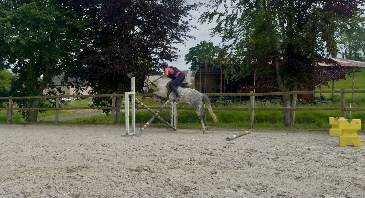 Caballo castrado PFS Poni Fran&ccedil;&eacute;s de Silla En venta 2016 Tordo por Golden hero 2
