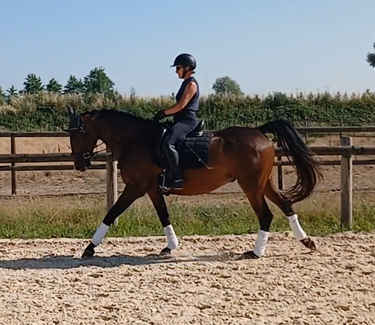 Caballo castrado AES Anglo European Studbook En venta 2017 Bayo