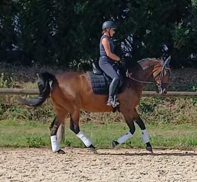 Caballo castrado AES Anglo European Studbook En venta 2017 Bayo