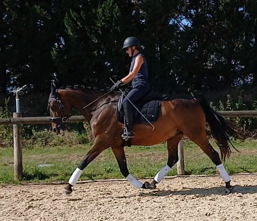 Caballo castrado AES Anglo European Studbook En venta 2017 Bayo