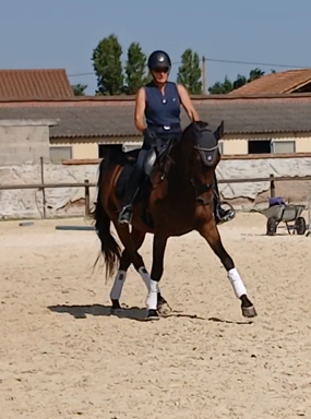 Caballo castrado AES Anglo European Studbook En venta 2017 Bayo
