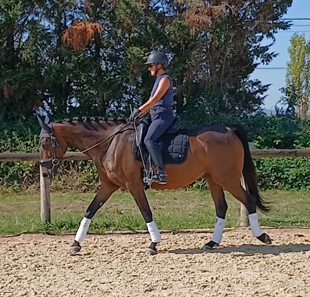 Caballo castrado AES Anglo European Studbook En venta 2017 Bayo