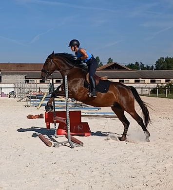 Caballo castrado AES Anglo European Studbook En venta 2017 Bayo
