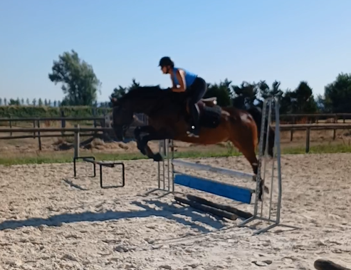 Caballo castrado AES Anglo European Studbook En venta 2017 Bayo