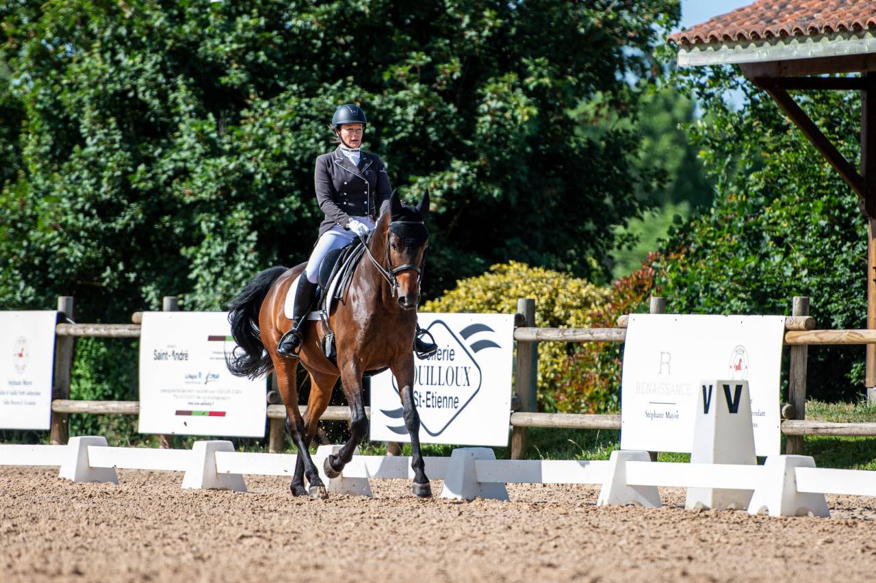 Caballo castrado AES Anglo European Studbook En venta 2017 Bayo