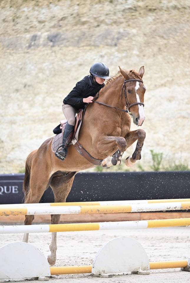 Caballo castrado Silla Franc&eacute;s En venta 2021 Alaz&aacute;n
