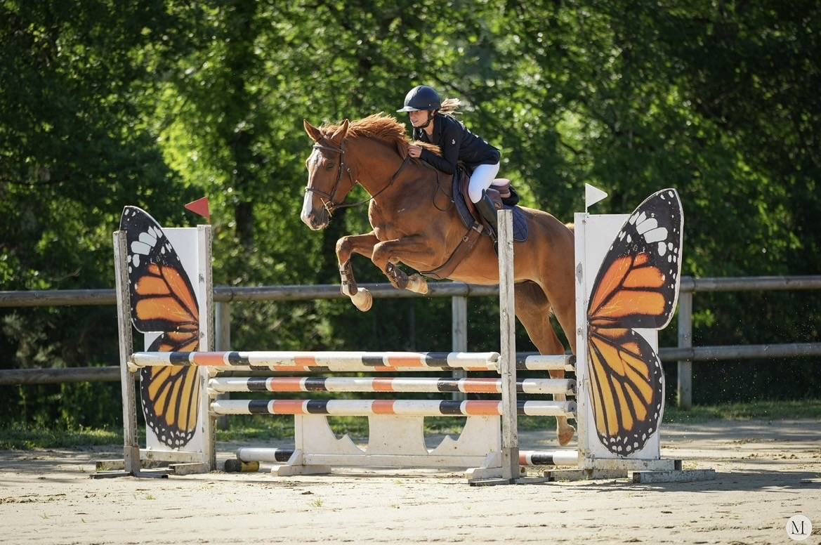 Caballo castrado Silla Franc&eacute;s En venta 2021 Alaz&aacute;n