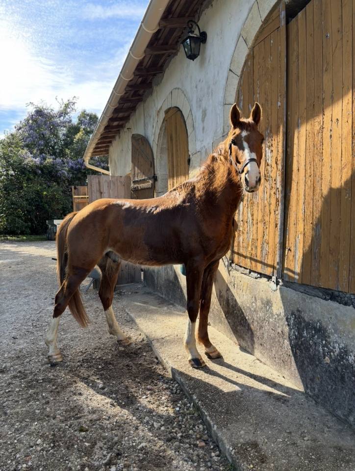Caballo castrado Silla Franc&eacute;s En venta 2021 Alaz&aacute;n