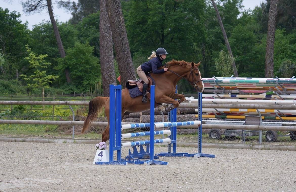 Caballo castrado Silla Franc&eacute;s En venta 2021 Alaz&aacute;n