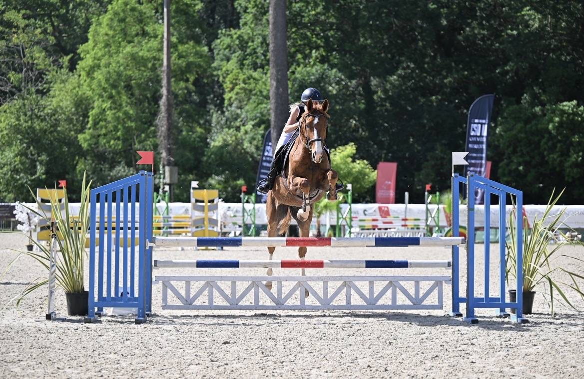 Caballo castrado Silla Franc&eacute;s En venta 2021 Alaz&aacute;n