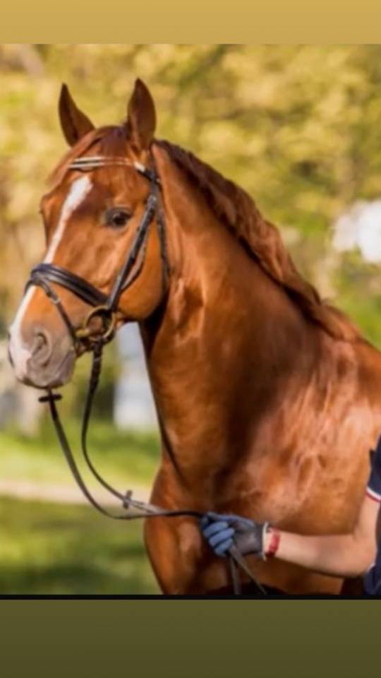 Se vende caballo Hannoveriano schoolmaster 16 a&ntilde;os 