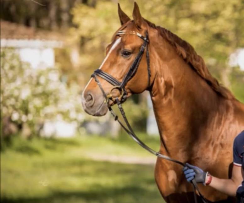 Se vende caballo Hannoveriano schoolmaster 16 a&ntilde;os 
