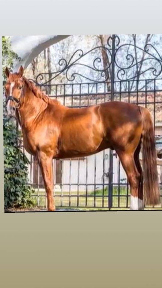 Se vende caballo Hannoveriano schoolmaster 16 a&ntilde;os 