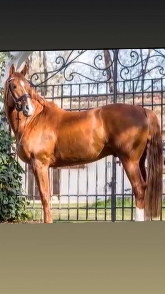 Se vende caballo Hannoveriano schoolmaster 16 a&ntilde;os 