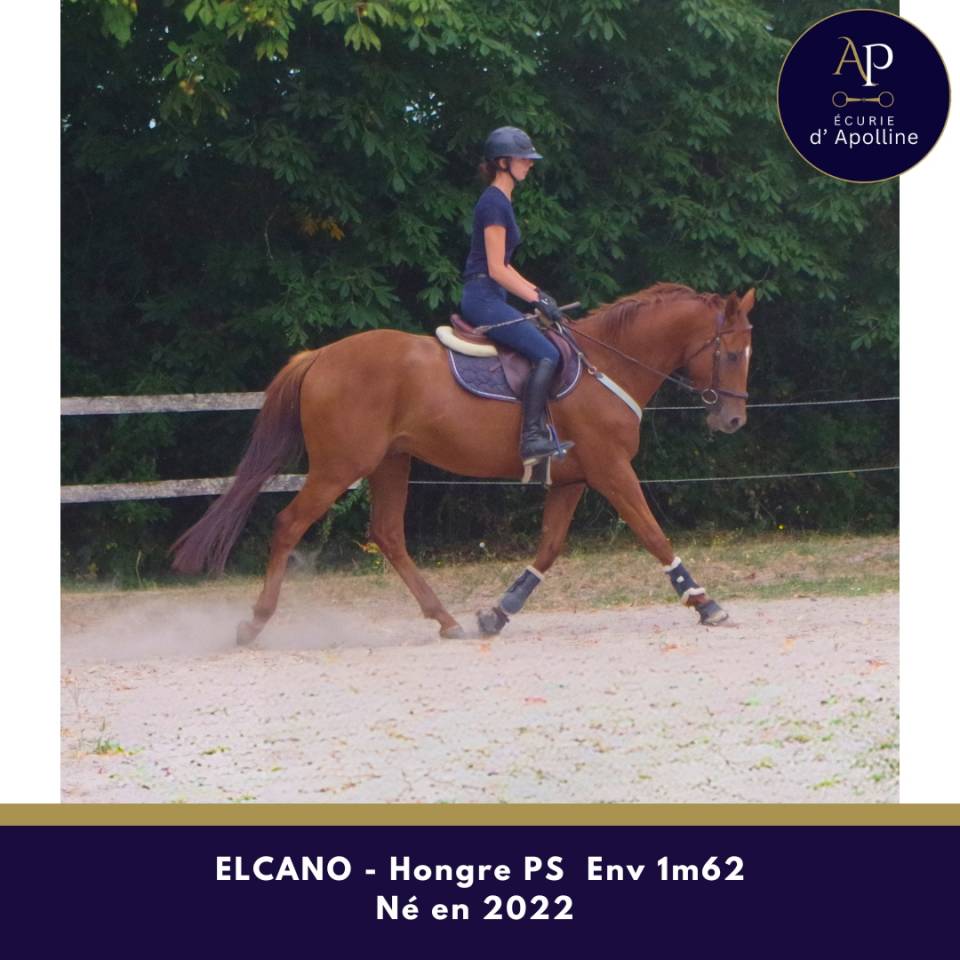 Caballo castrado Pura Sangre En venta 2022 Alaz&aacute;n