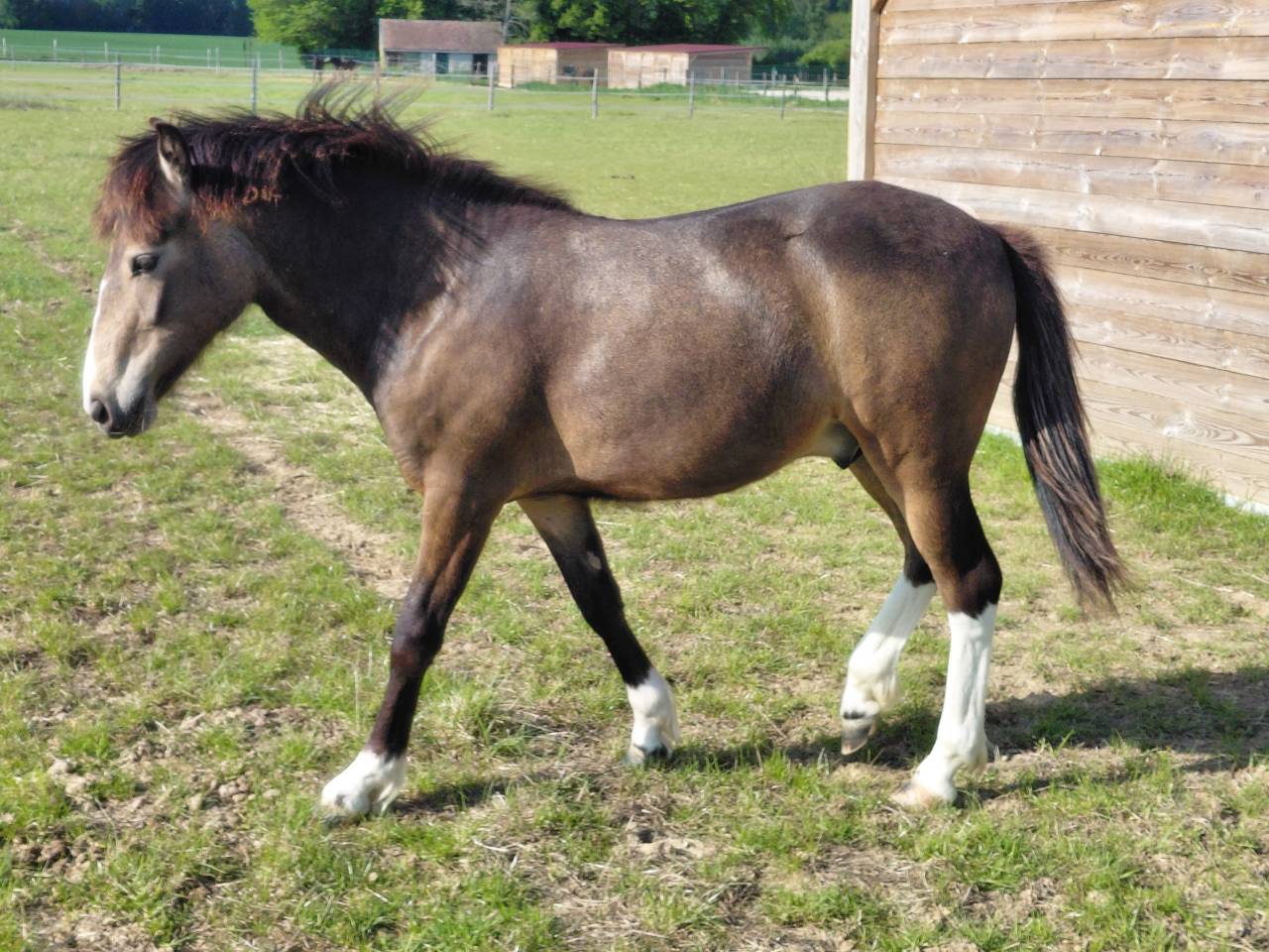 Caballo castrado New Forest En venta 2025 Isabelo por Sulaatik's Versage NF