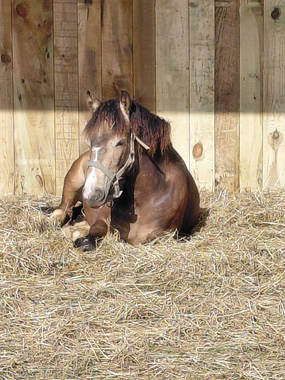 Caballo castrado New Forest En venta 2025 Isabelo por Sulaatik's Versage NF