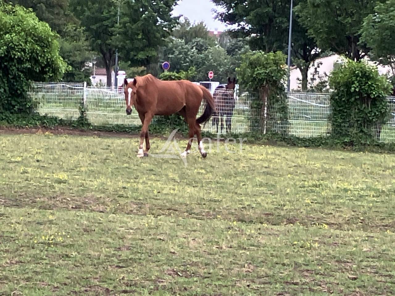 Explotaci&oacute;n agr&iacute;cola En venta Vend&eacute;e