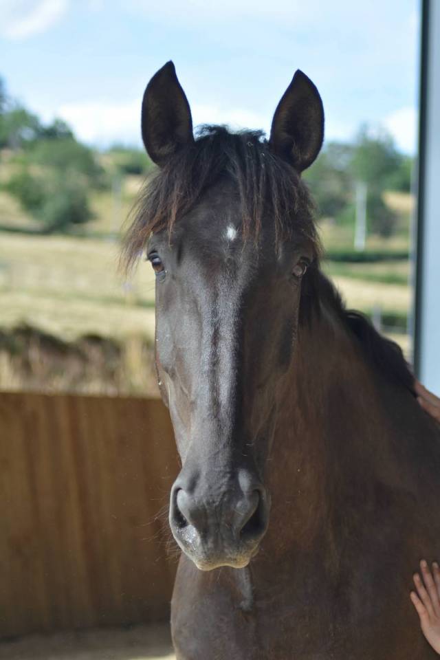 Caballo castrado PRE Pura Raza Espa&ntilde;ola En venta 2018 Bayo moreno