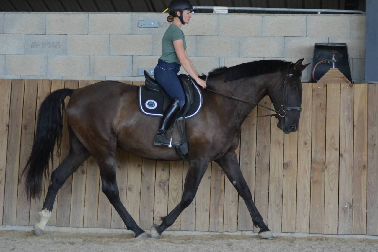 Caballo castrado PRE Pura Raza Espa&ntilde;ola En venta 2018 Bayo moreno