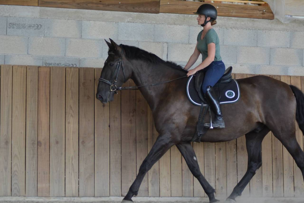 Caballo castrado PRE Pura Raza Espa&ntilde;ola En venta 2018 Bayo moreno