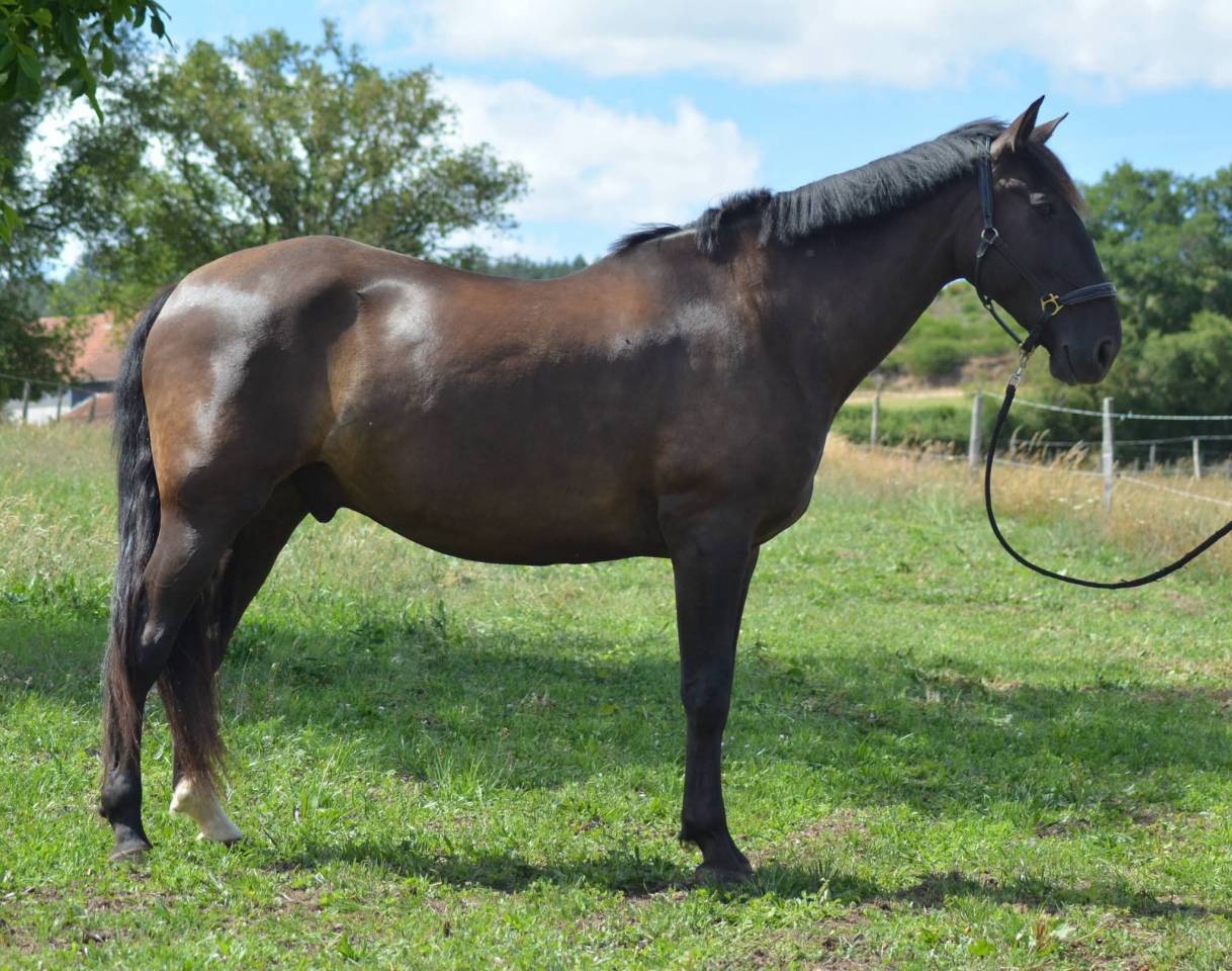 Caballo castrado PRE Pura Raza Espa&ntilde;ola En venta 2018 Bayo moreno