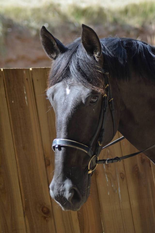 Caballo castrado PRE Pura Raza Espa&ntilde;ola En venta 2018 Bayo moreno