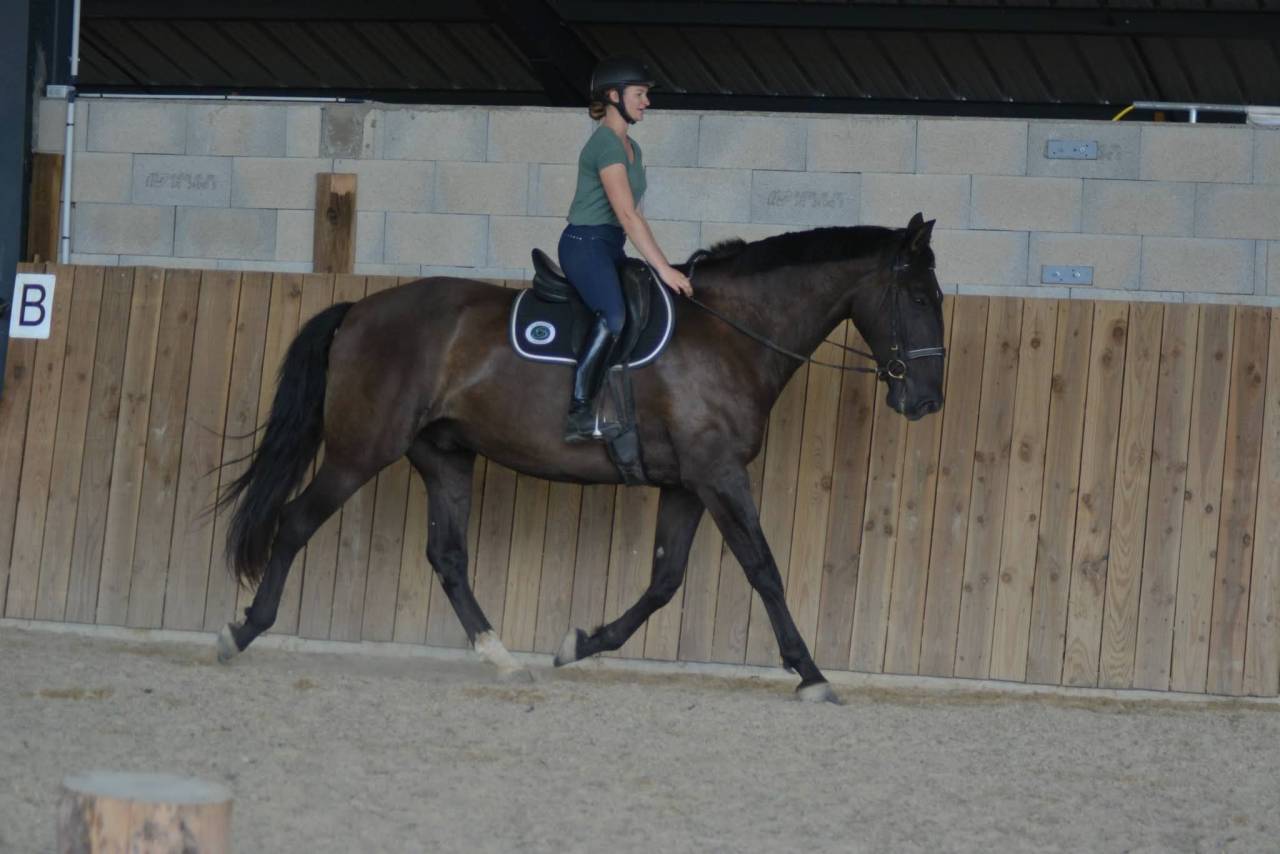 Caballo castrado PRE Pura Raza Espa&ntilde;ola En venta 2018 Bayo moreno